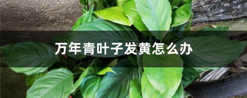 万年青叶子发黄如何办