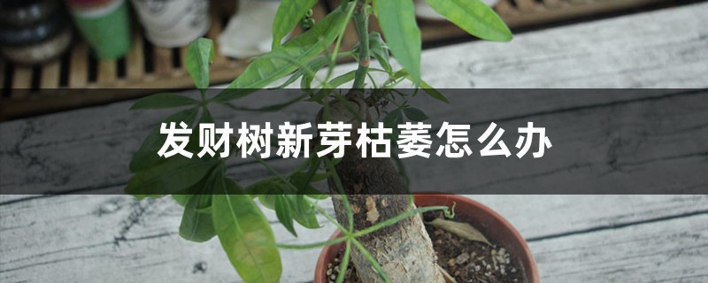 发财树新芽枯萎如何办