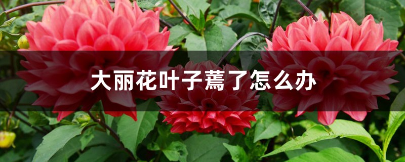 大丽花叶子蔫了如何办