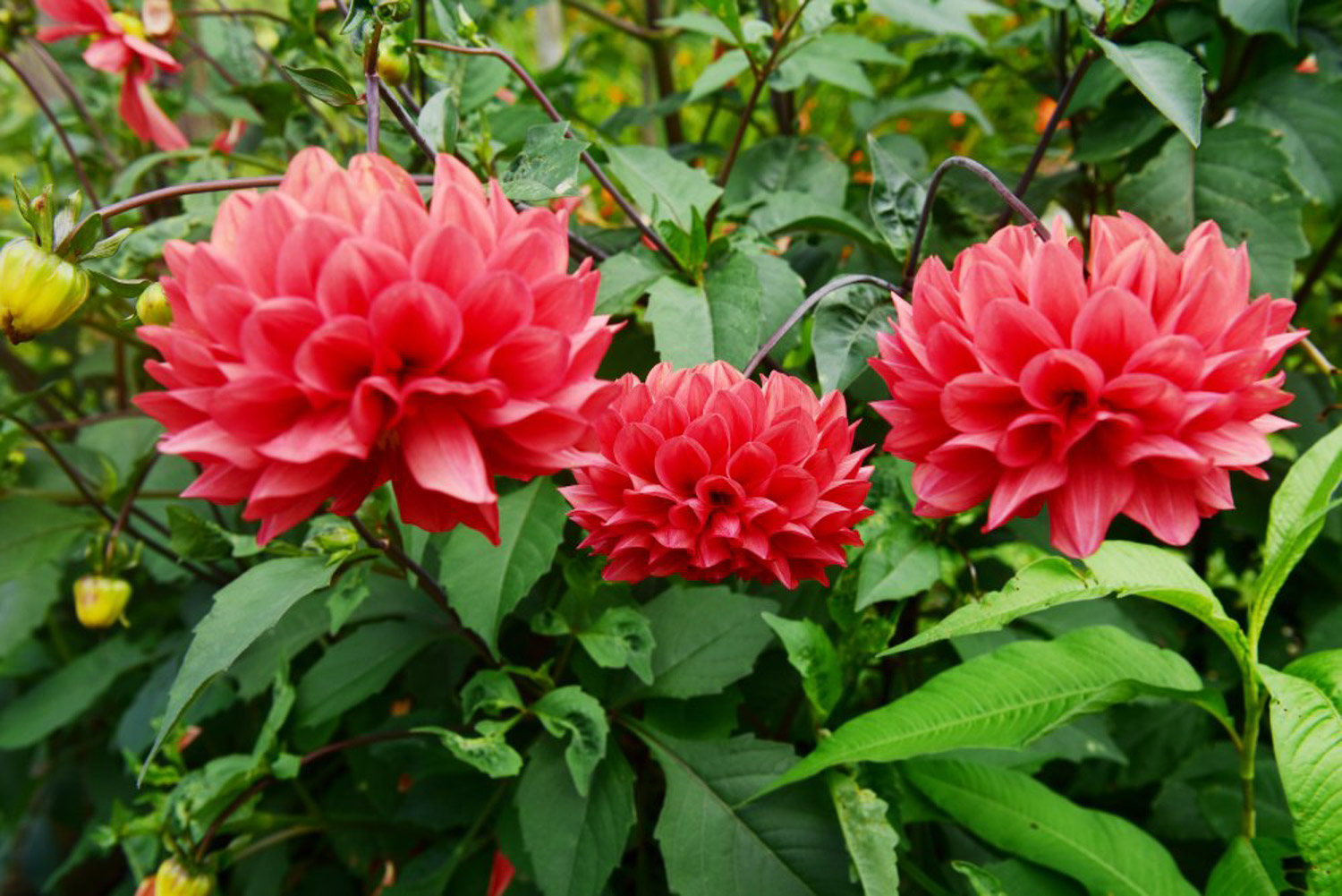 大丽花叶子蔫了如何办