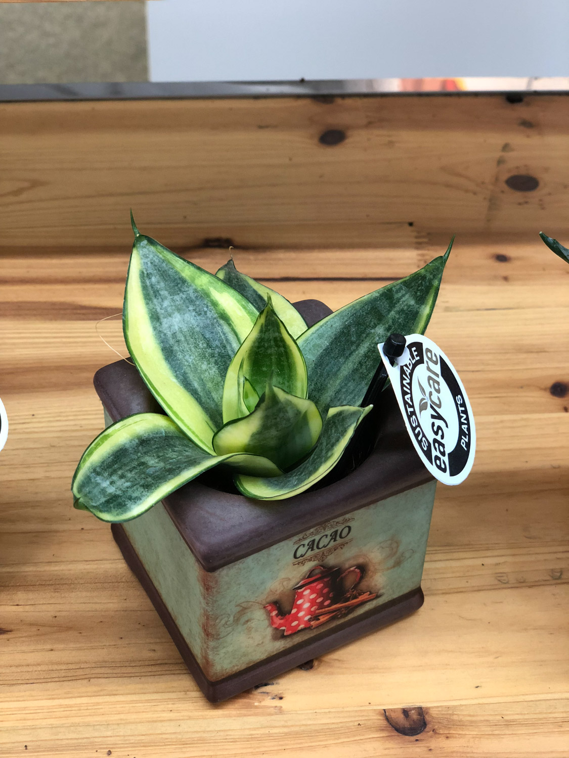 虎皮兰不发新芽如何办