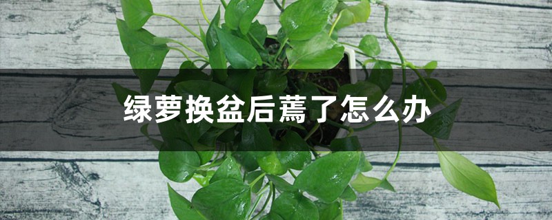 绿萝换盆后蔫了如何办