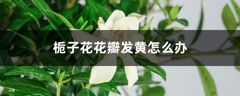 栀子花花瓣发黄如何办