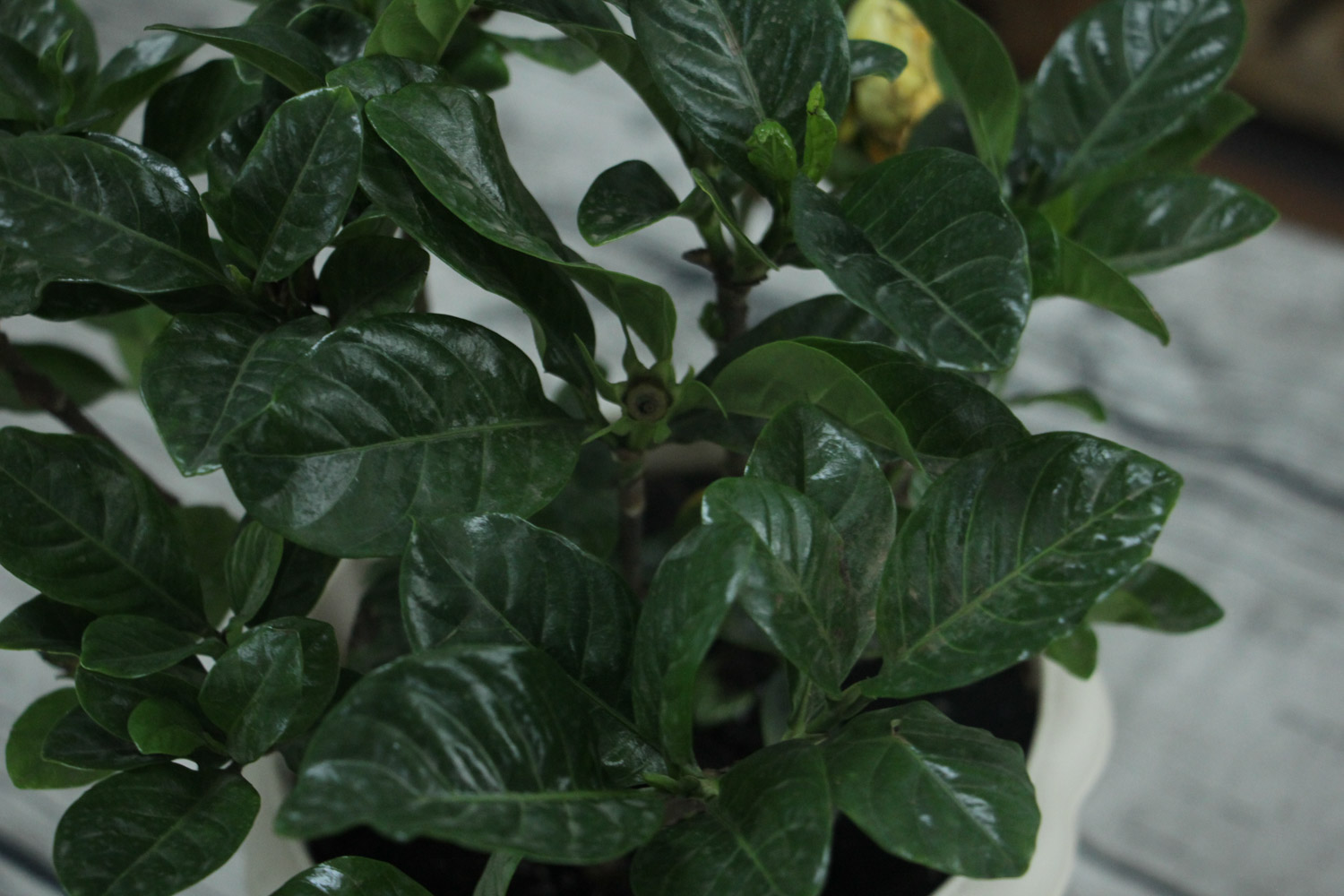 栀子花花瓣发黄如何办