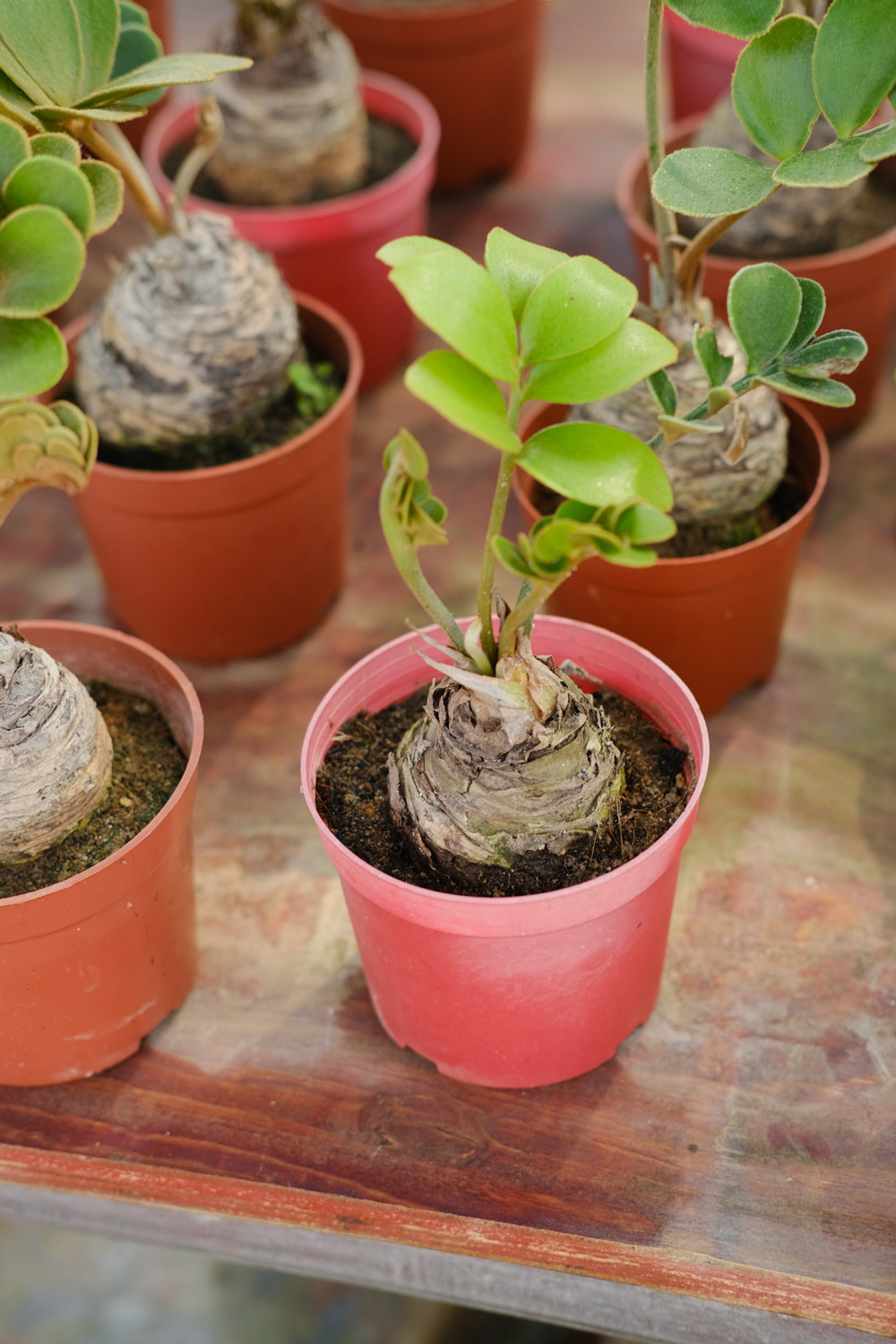 金钱树不长新芽如何办