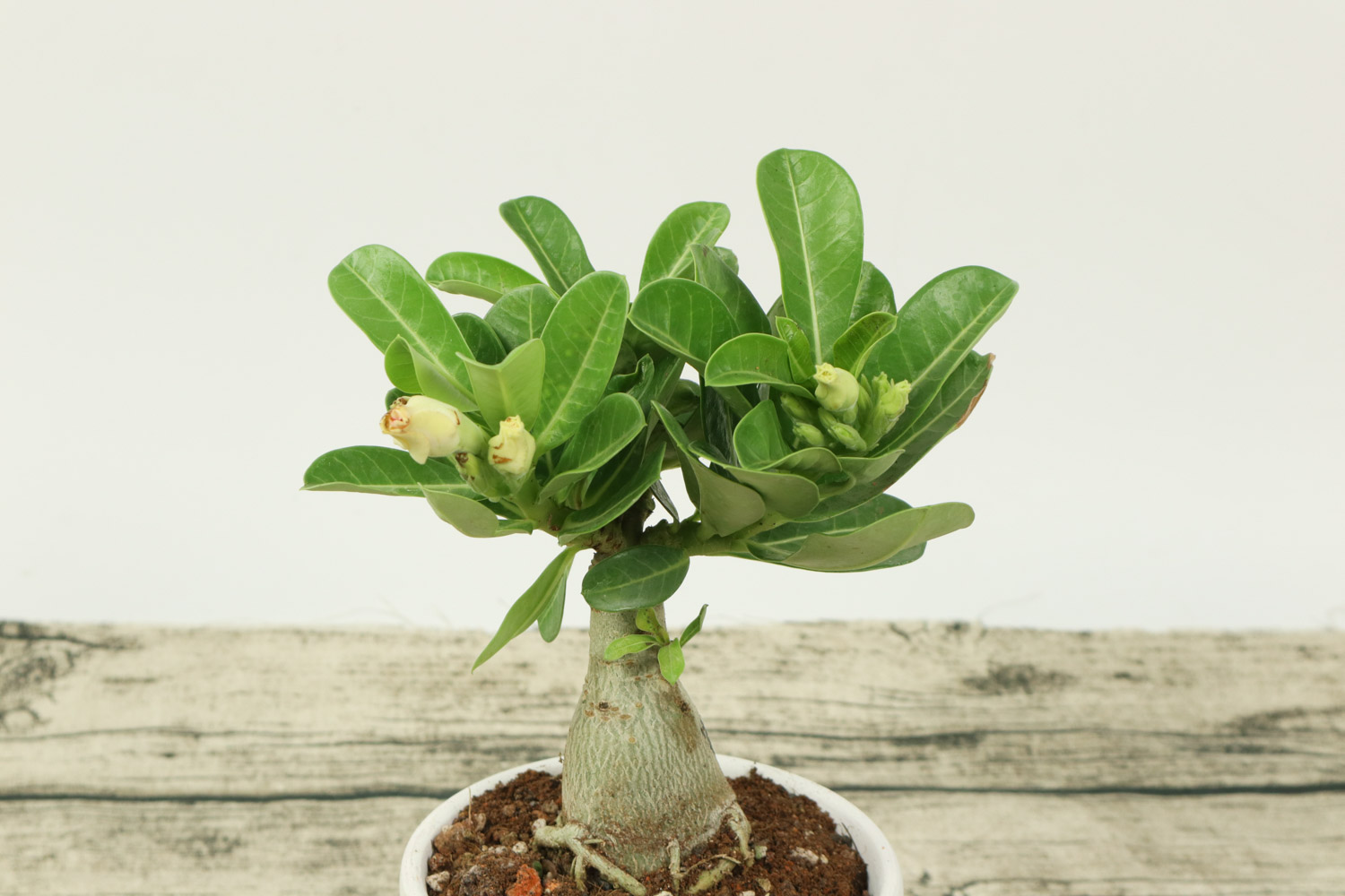 沙漠玫瑰 沙漠玫瑰肚子软如何办