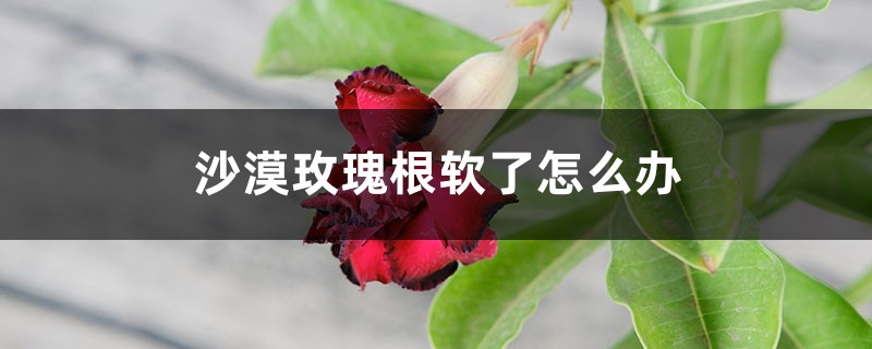 沙漠玫瑰根软了如何办