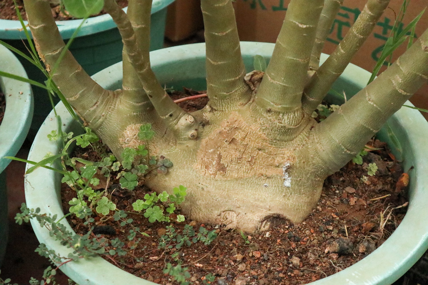 沙漠玫瑰 沙漠玫瑰根软了如何办