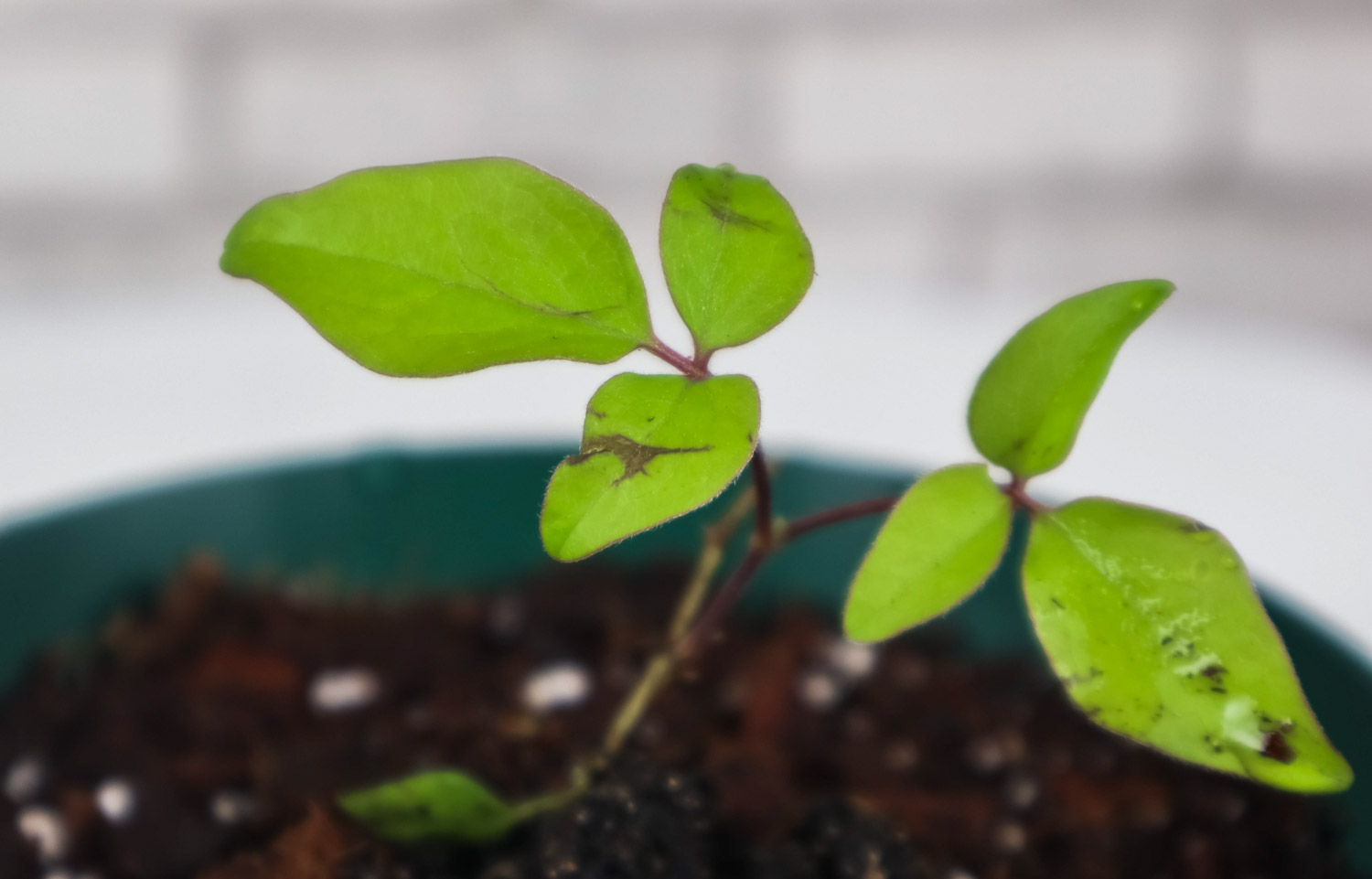 铁线莲 铁线莲杆发黑如何办