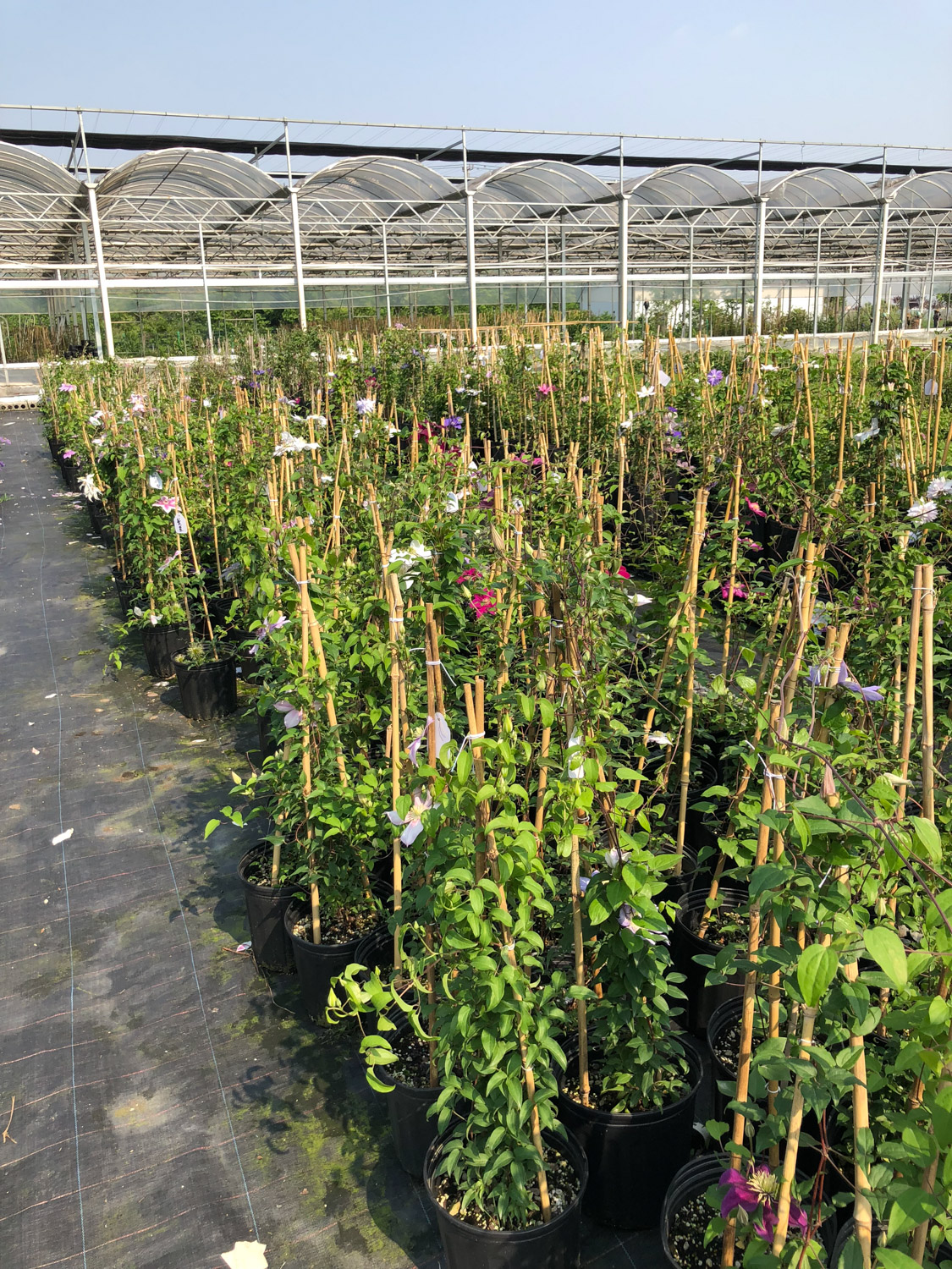 铁线莲 铁线莲叶子发卷如何办