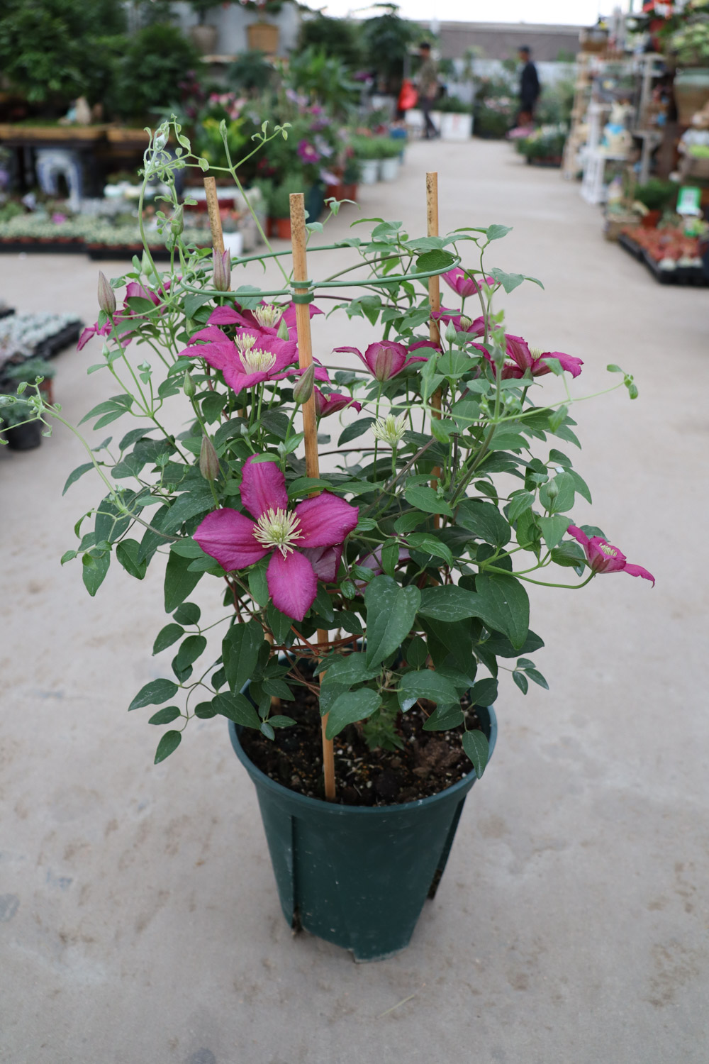 铁线莲叶子发黑如何办