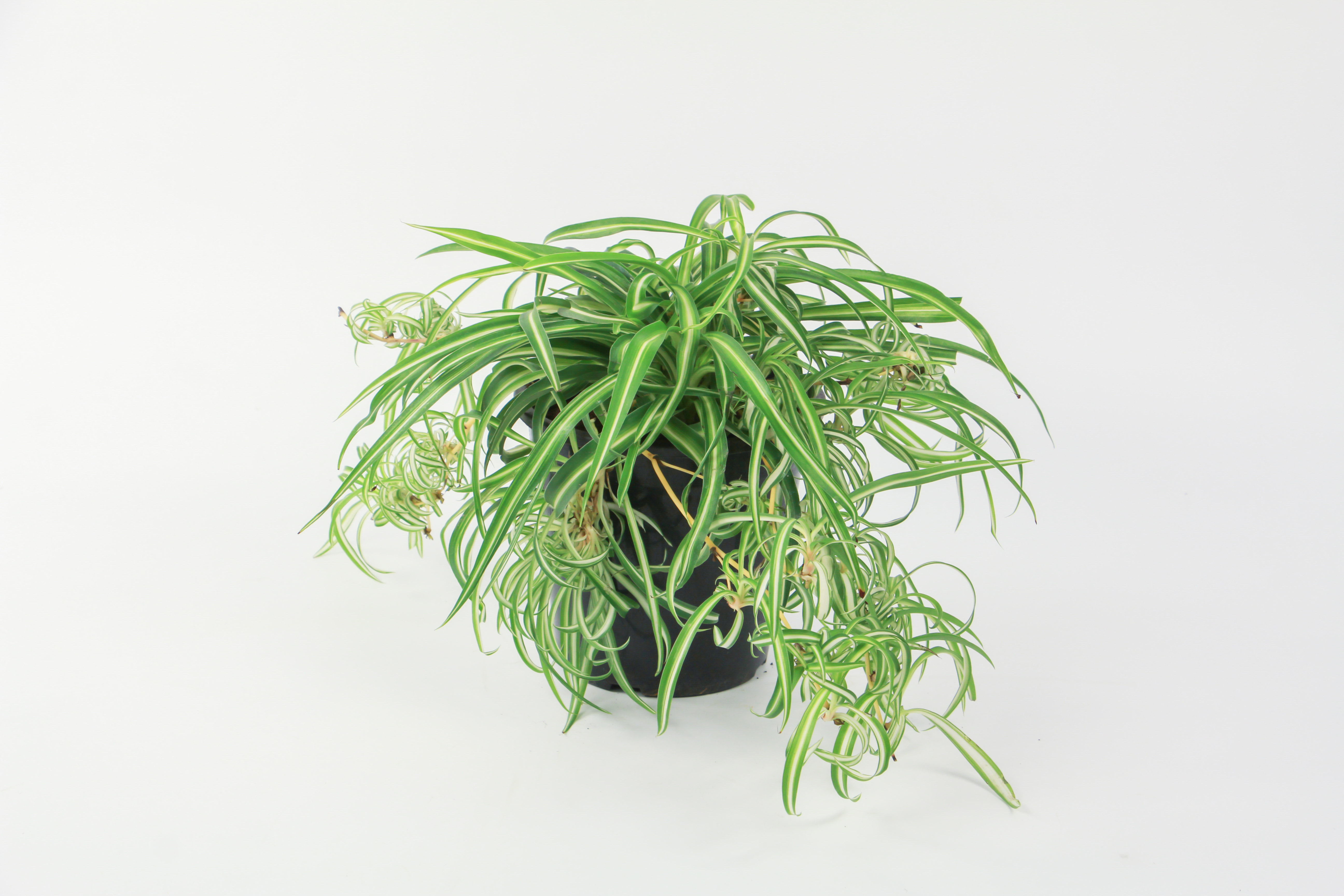 吊兰叶子发黑如何挽救