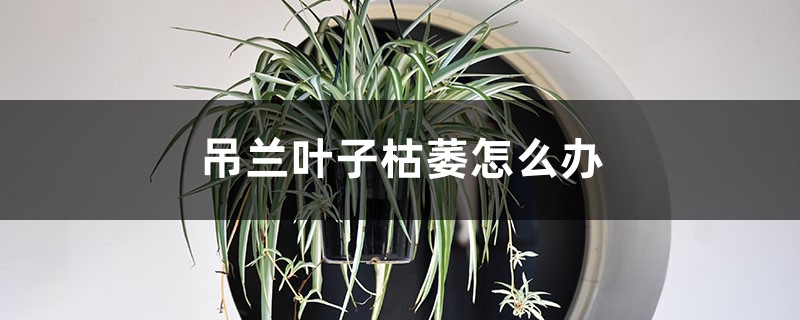 吊兰叶子枯萎如何办