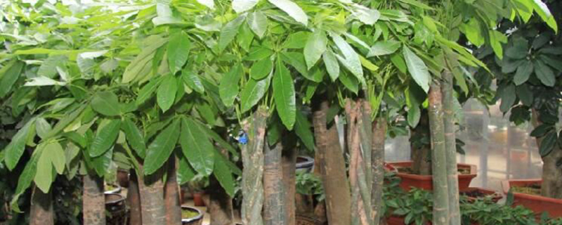 招财树掉叶子如何办