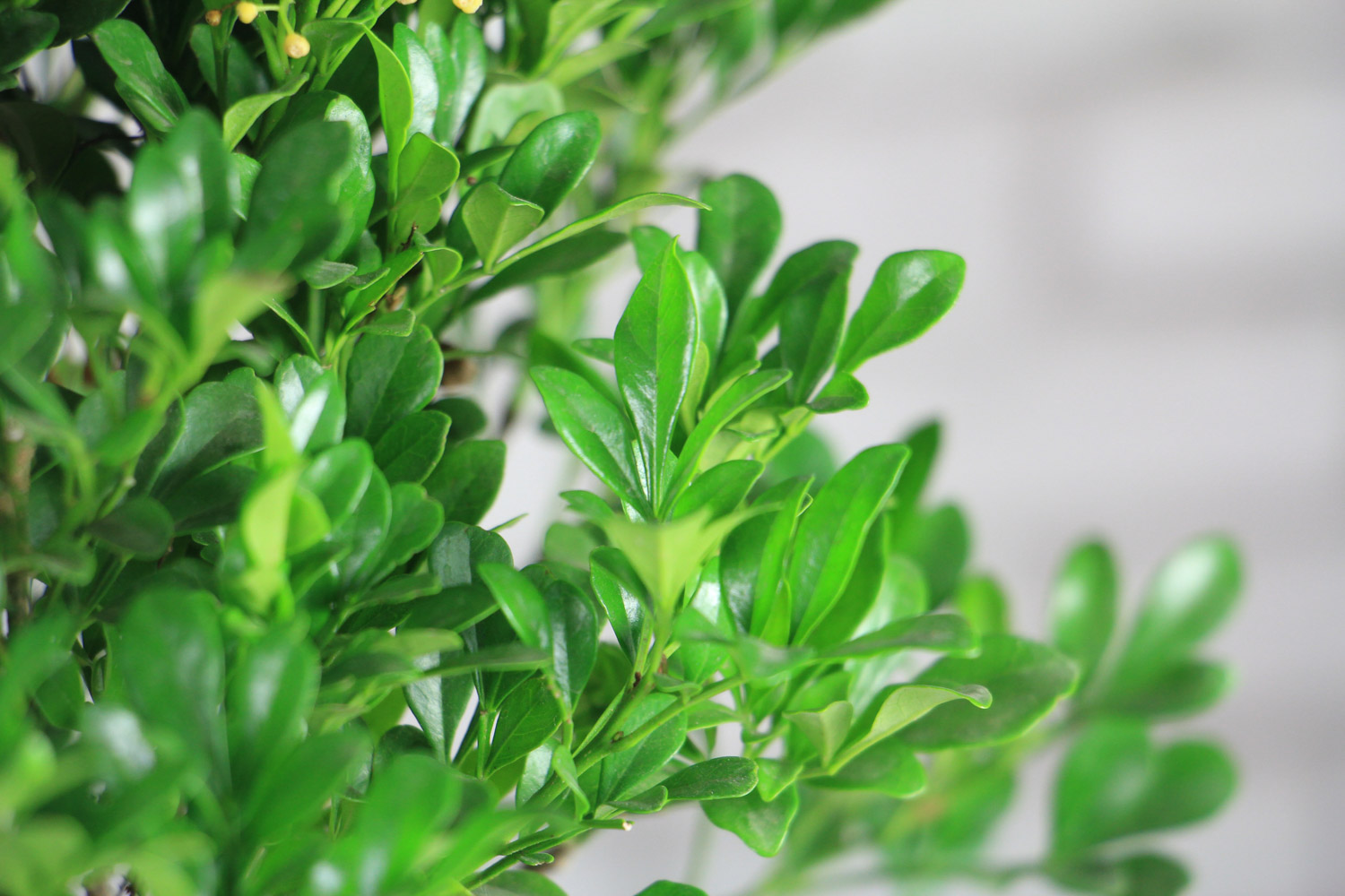 米兰 米兰有花苞为啥不开花