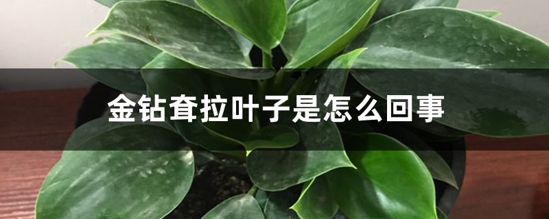 金钻耷拉叶子是如何回事