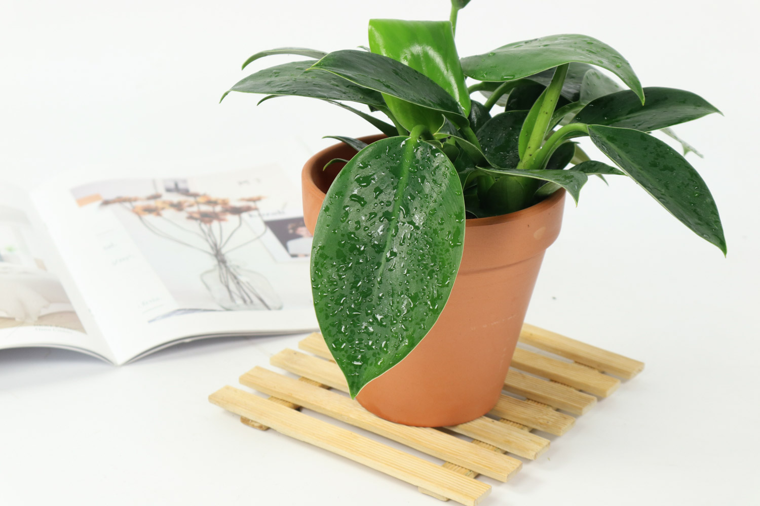 金钻耷拉叶子是如何回事