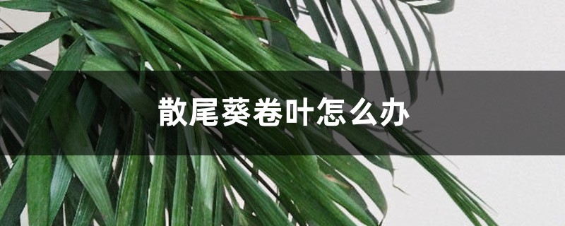 散尾葵卷叶如何办