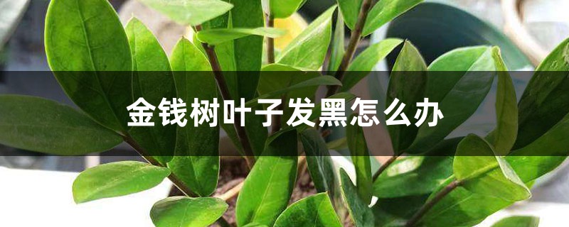 金钱树叶子发黑如何办