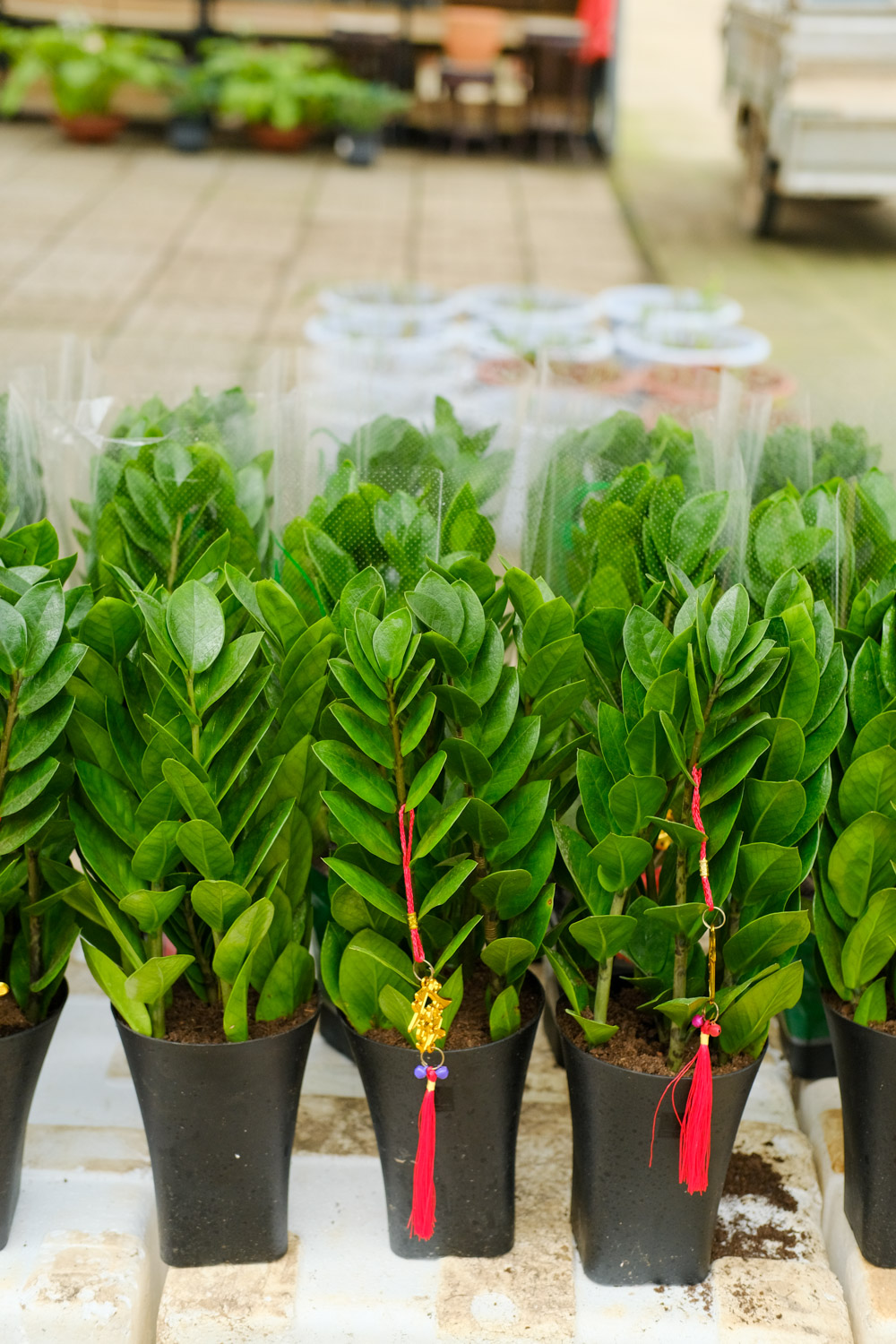 金钱树 金钱树叶子发黑如何办