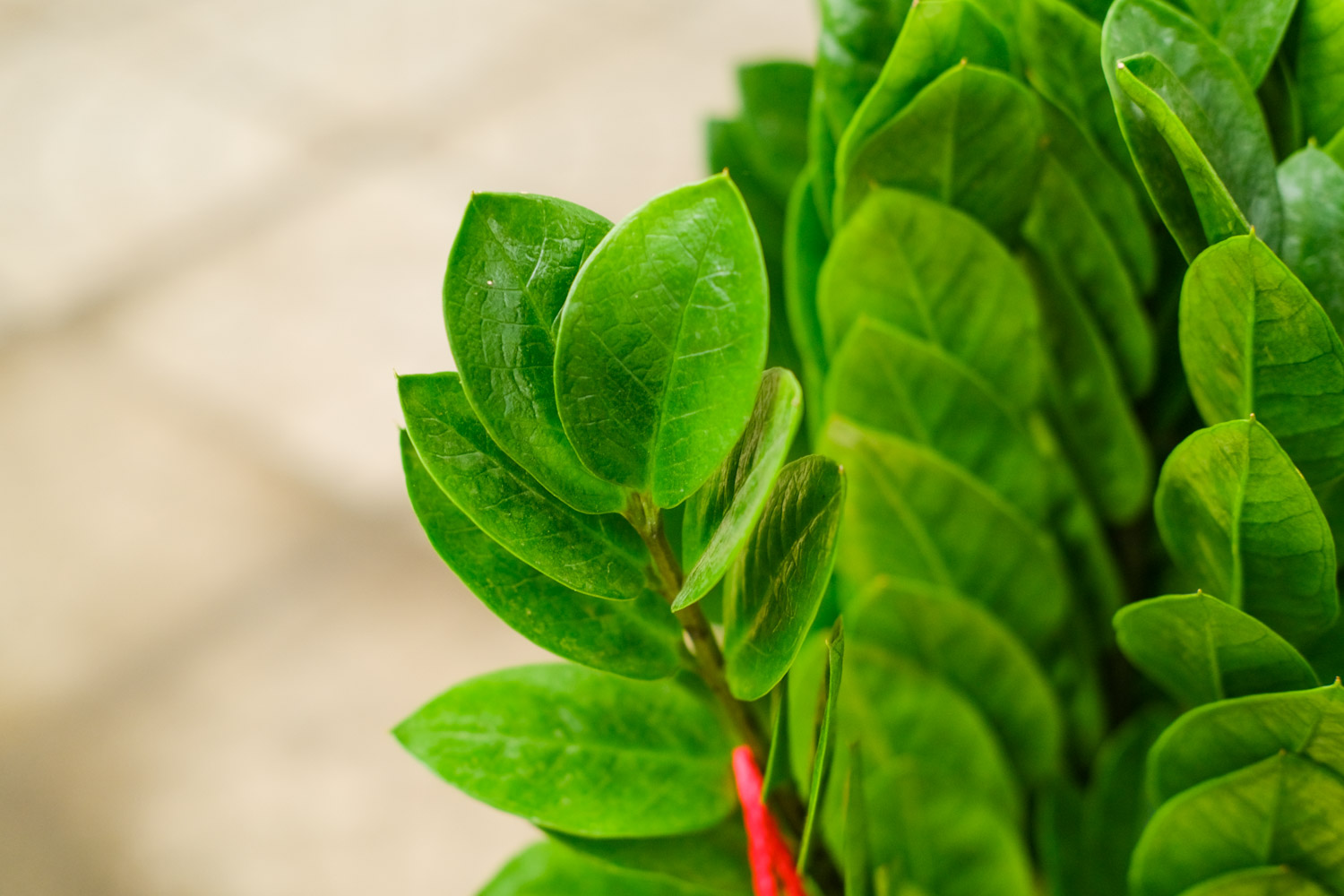 金钱树 金钱树叶子发黑如何办