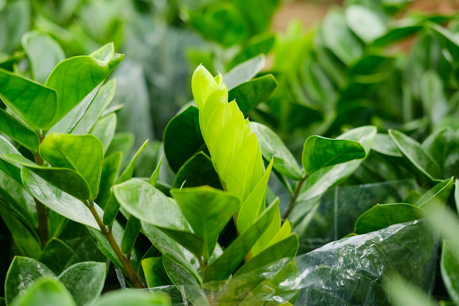 金钱树 金钱树叶子发黑如何办