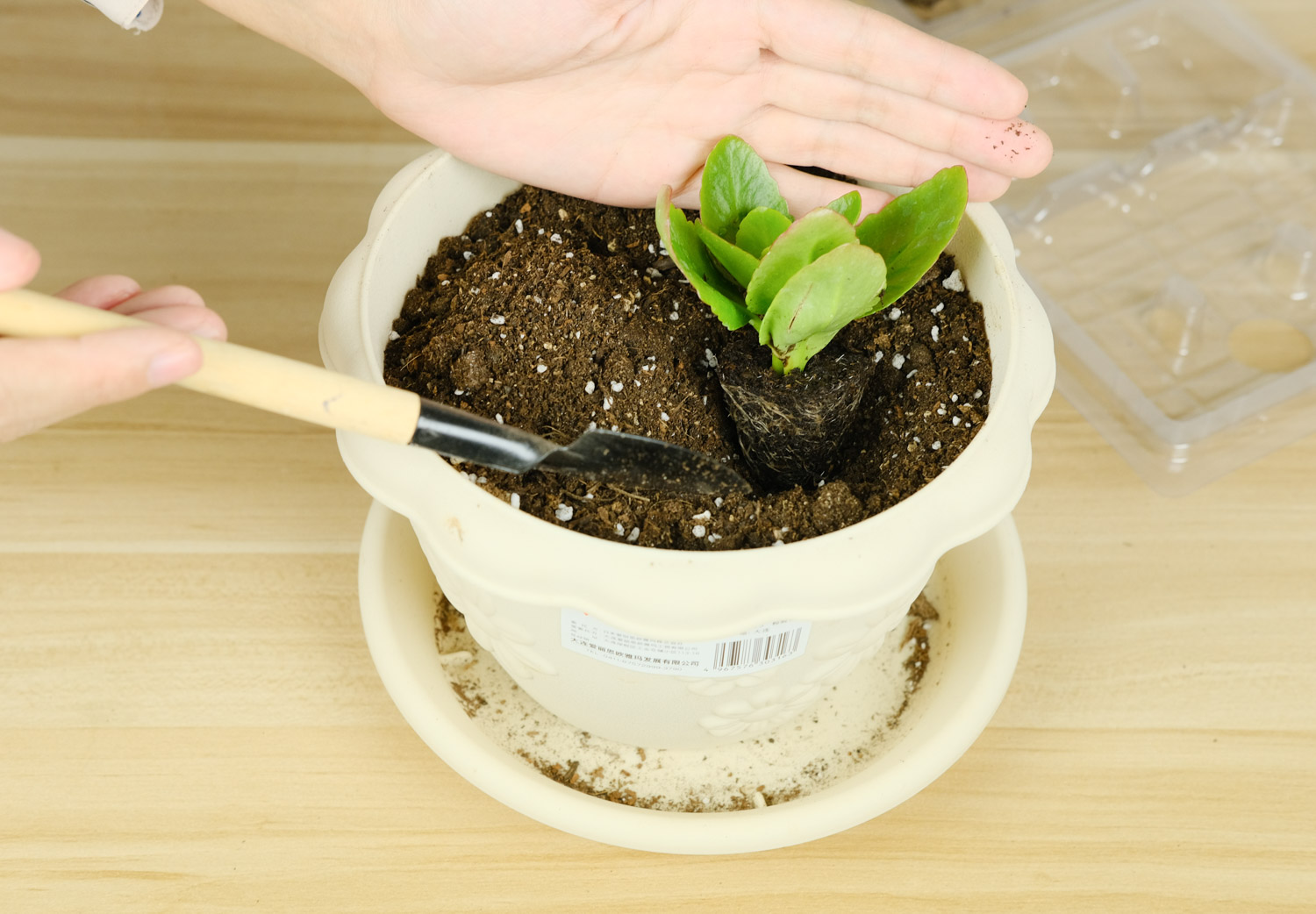 长寿花叶子发黑如何办