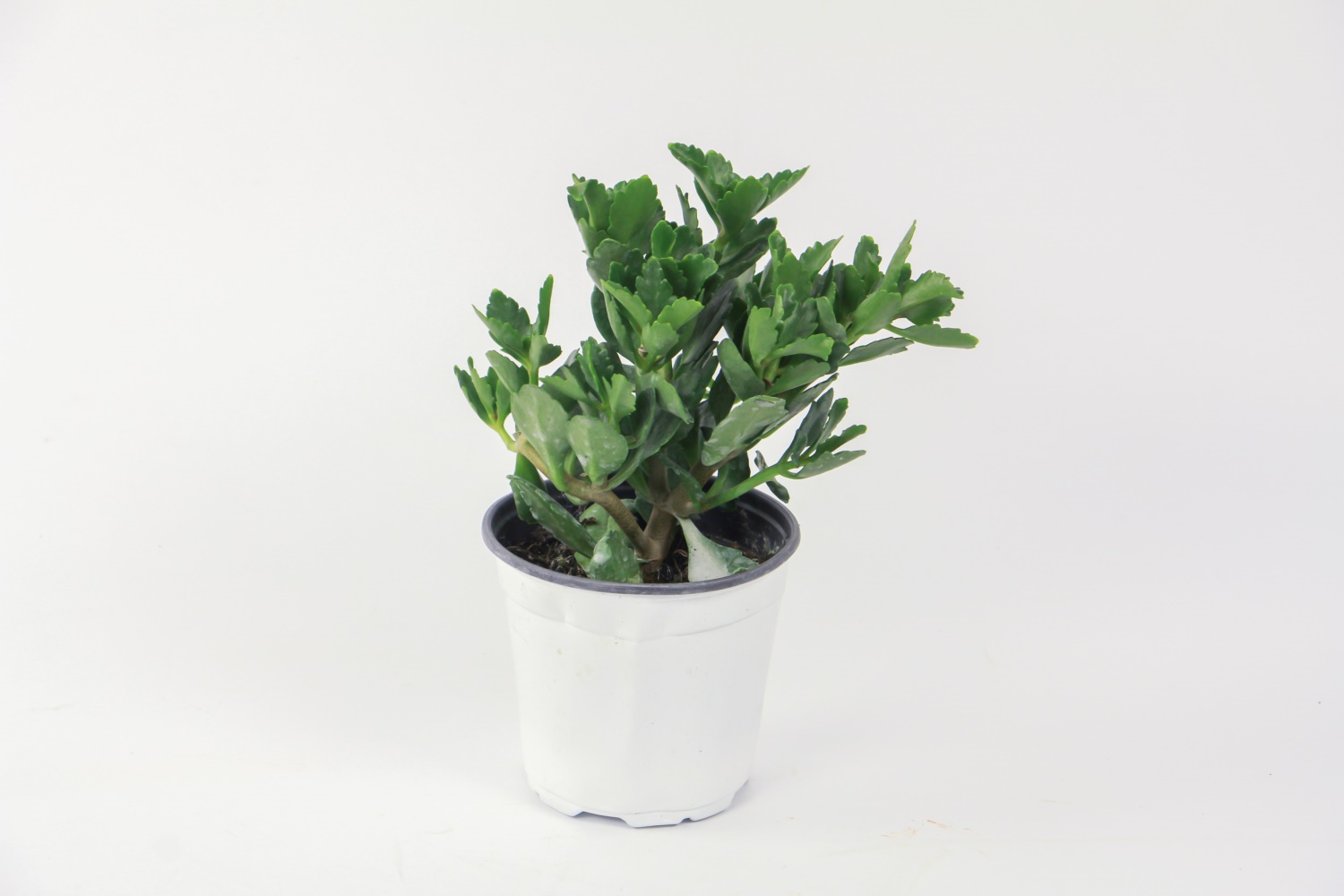 长寿花叶子发黑如何办