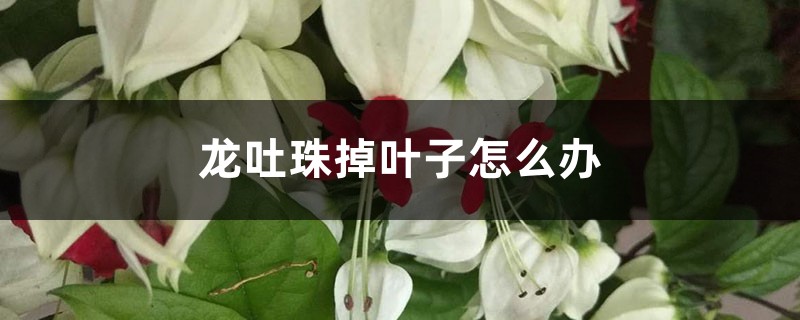 龙吐珠掉叶子如何办