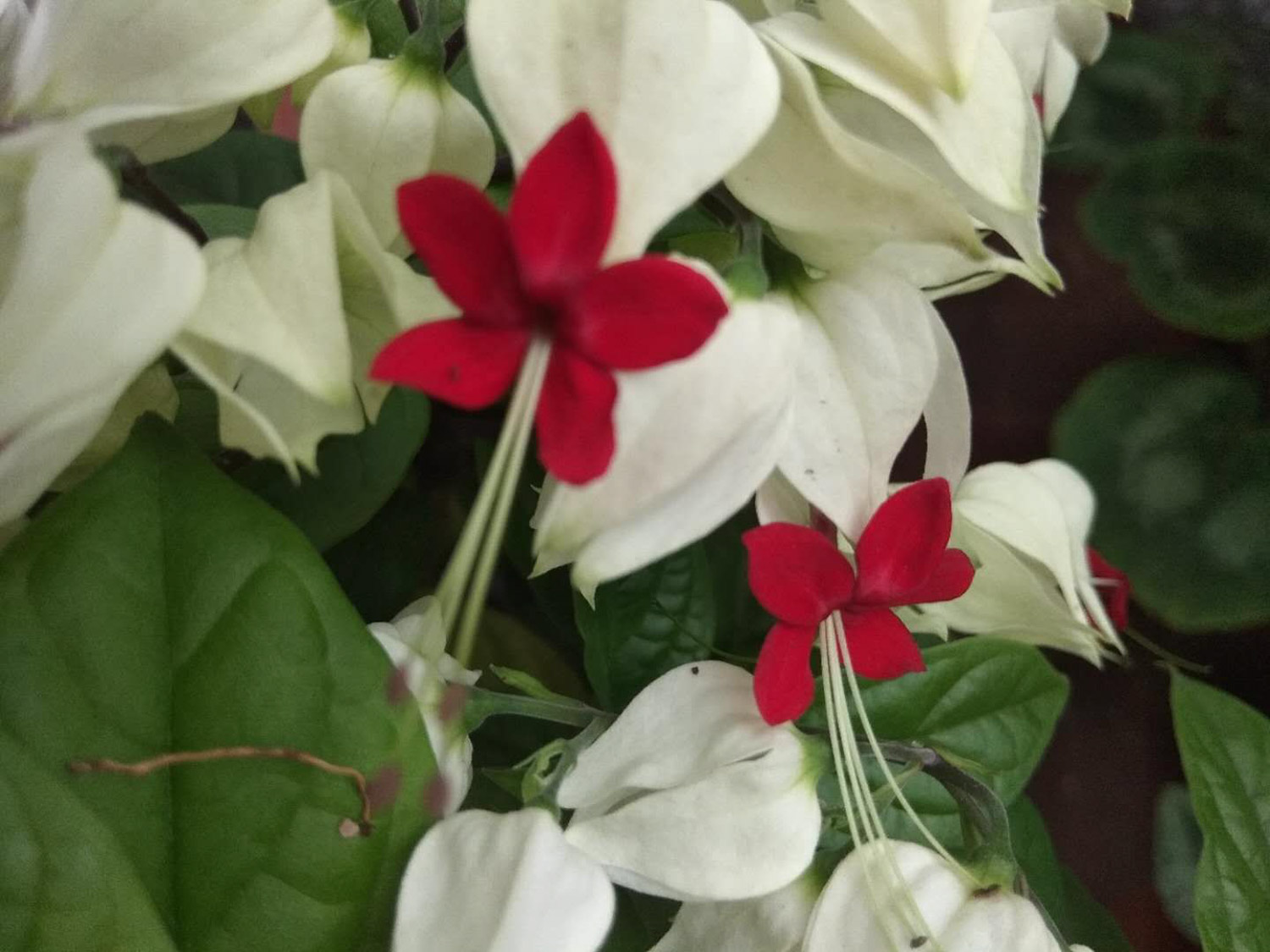 龙吐珠 龙吐珠掉叶子如何办