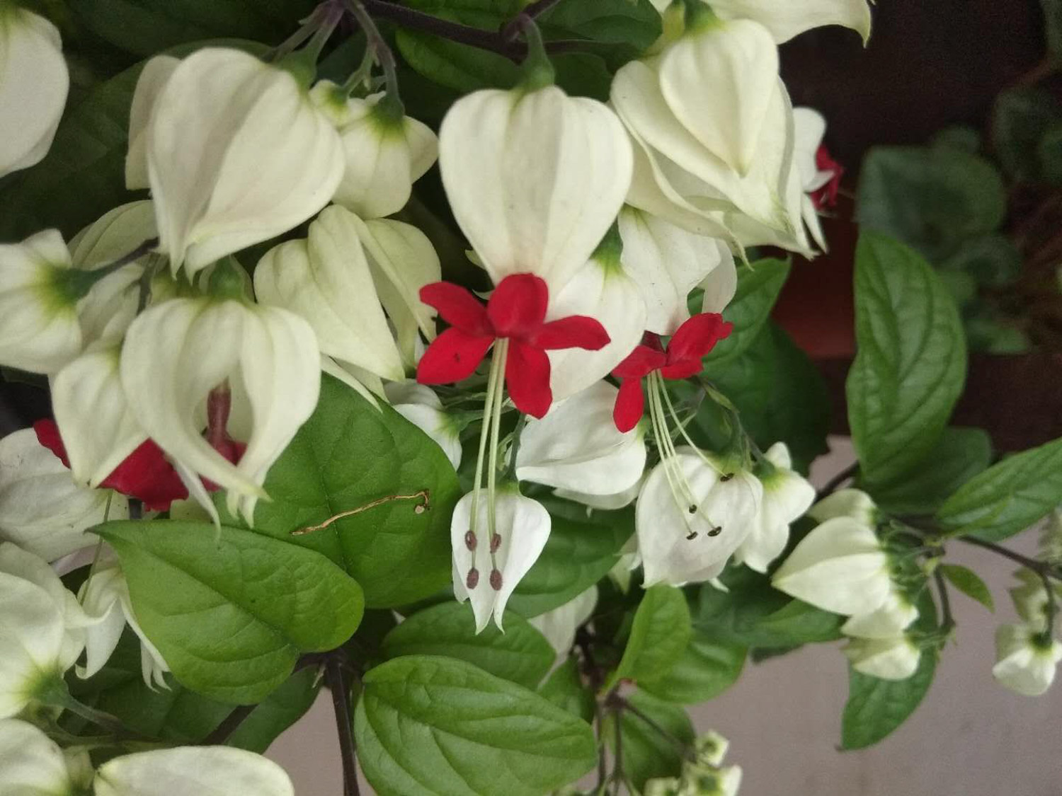 龙吐珠 龙吐珠掉叶子如何办