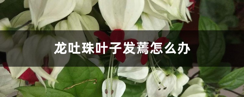 龙吐珠叶子发蔫如何办