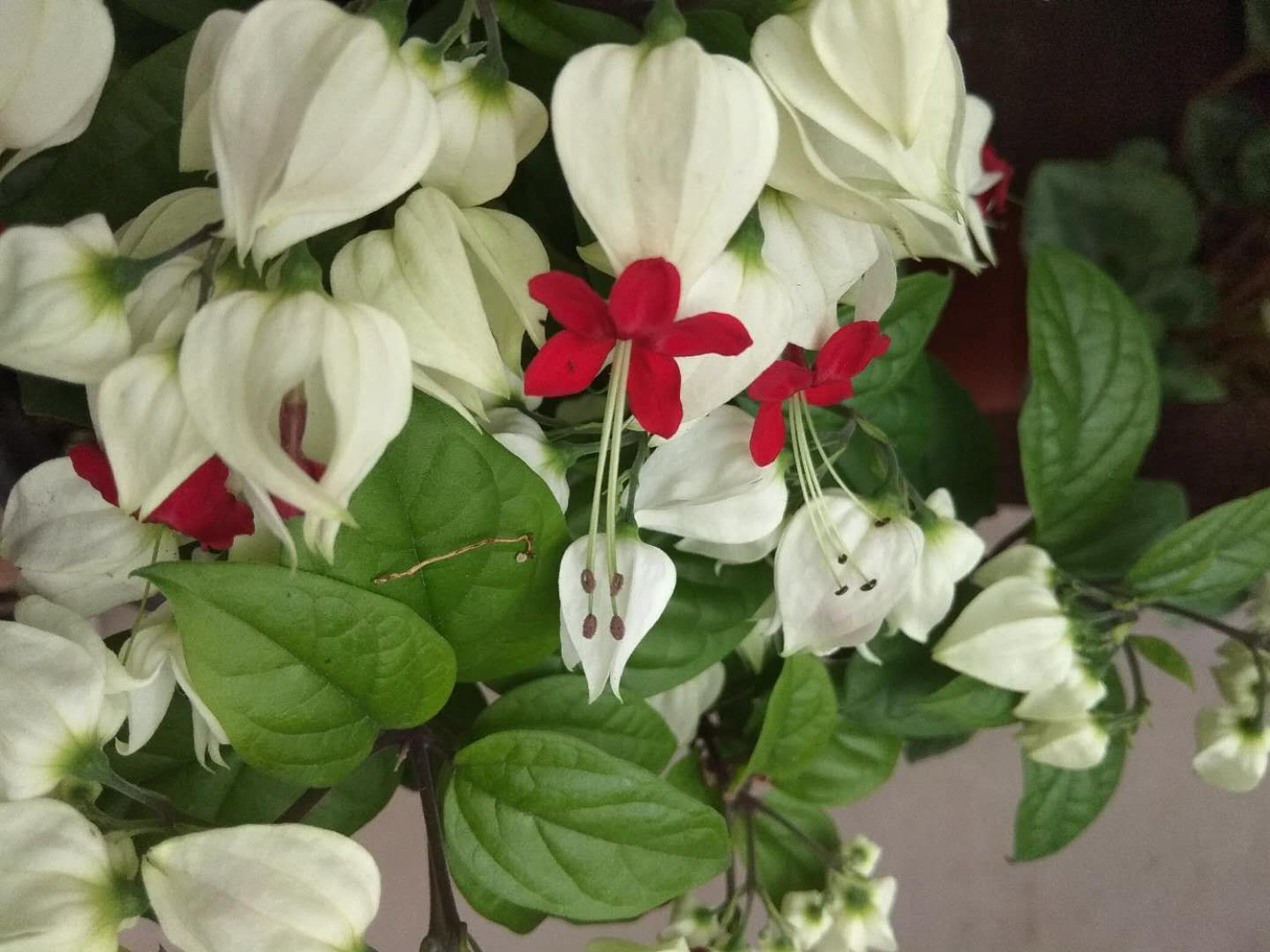 龙吐珠 龙吐珠叶子发蔫如何办