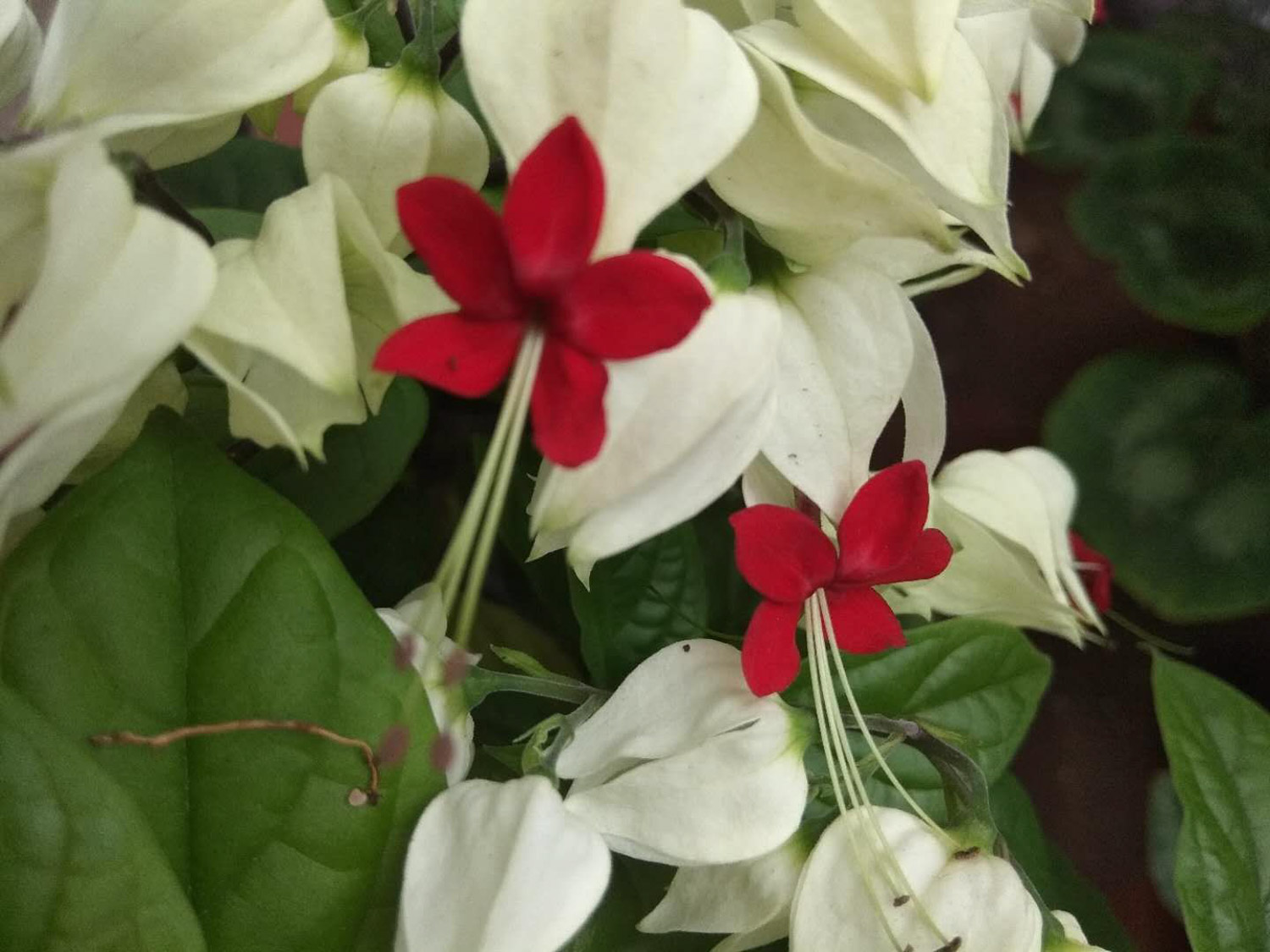 龙吐珠 龙吐珠叶子发蔫如何办