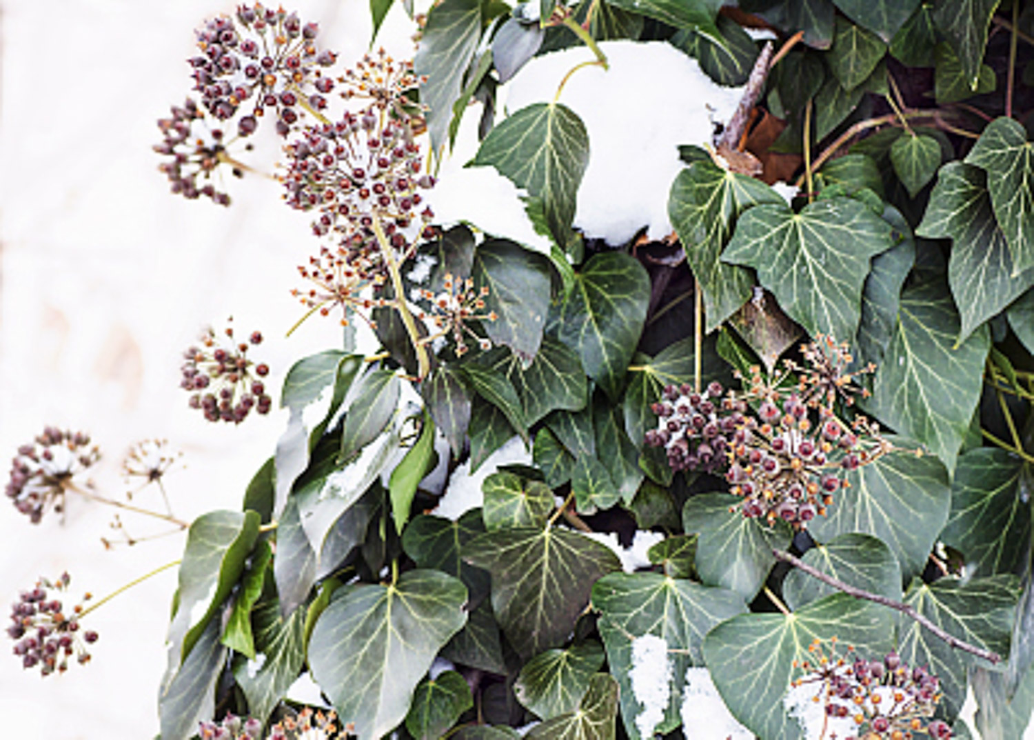 常春藤 常春藤叶子发黑如何办