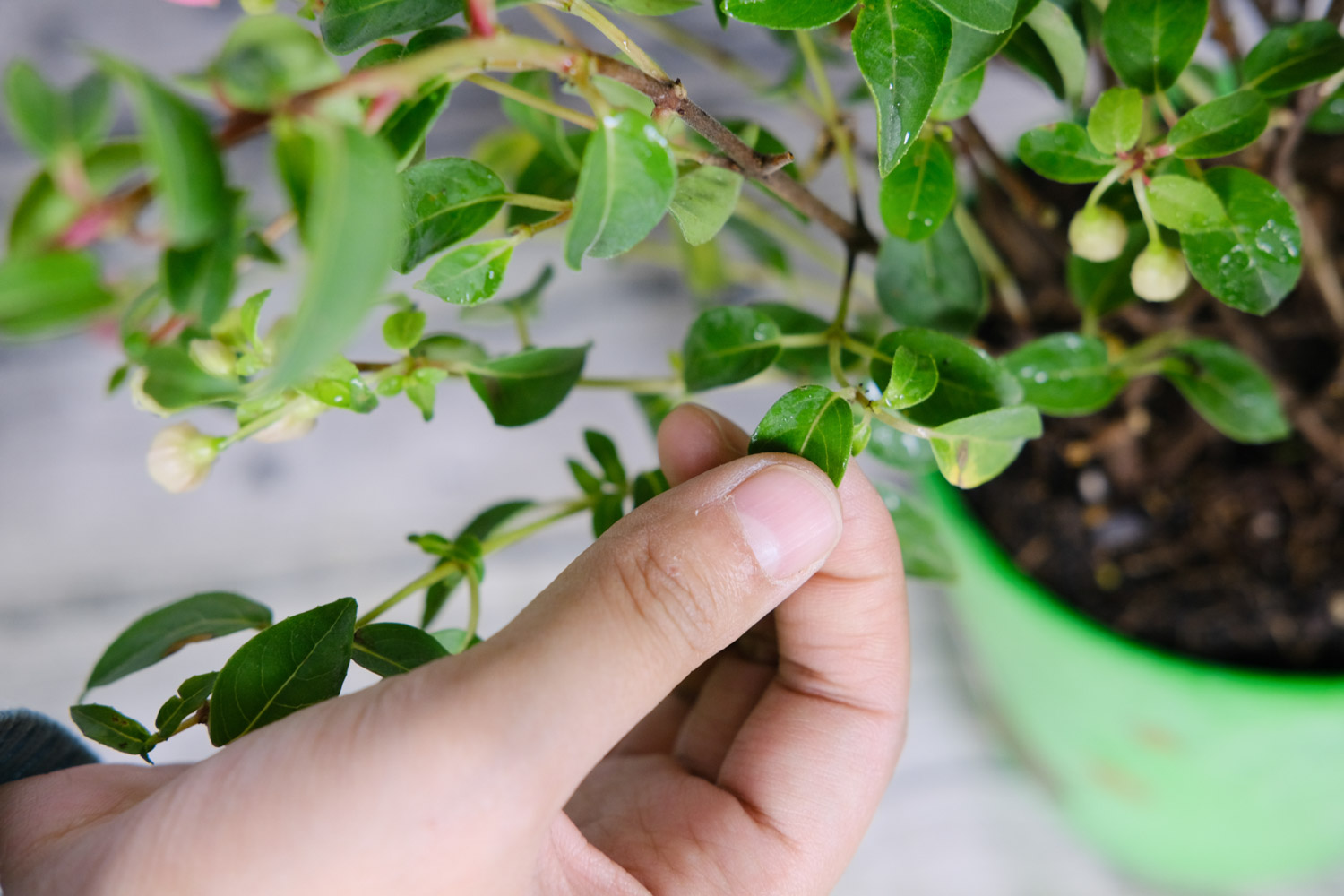 倒挂金钟掉花苞如何办