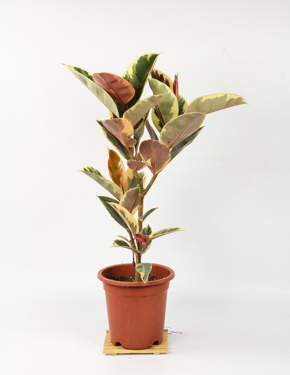 橡皮树 橡皮树掉叶子如何回事