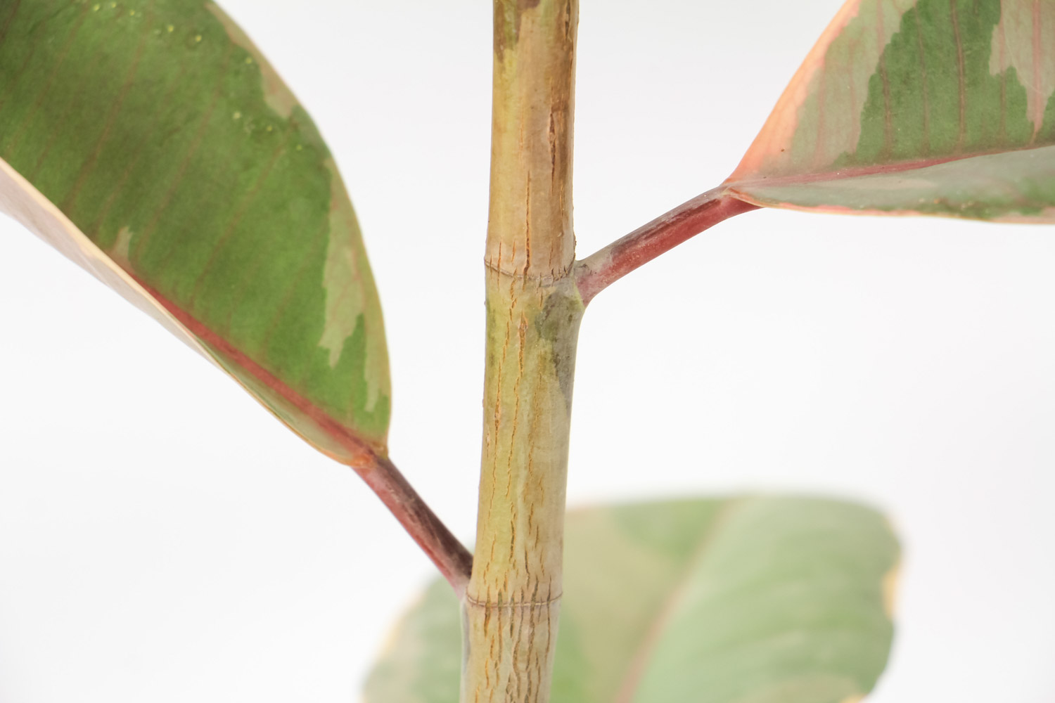 橡皮树 橡皮树掉叶子如何回事