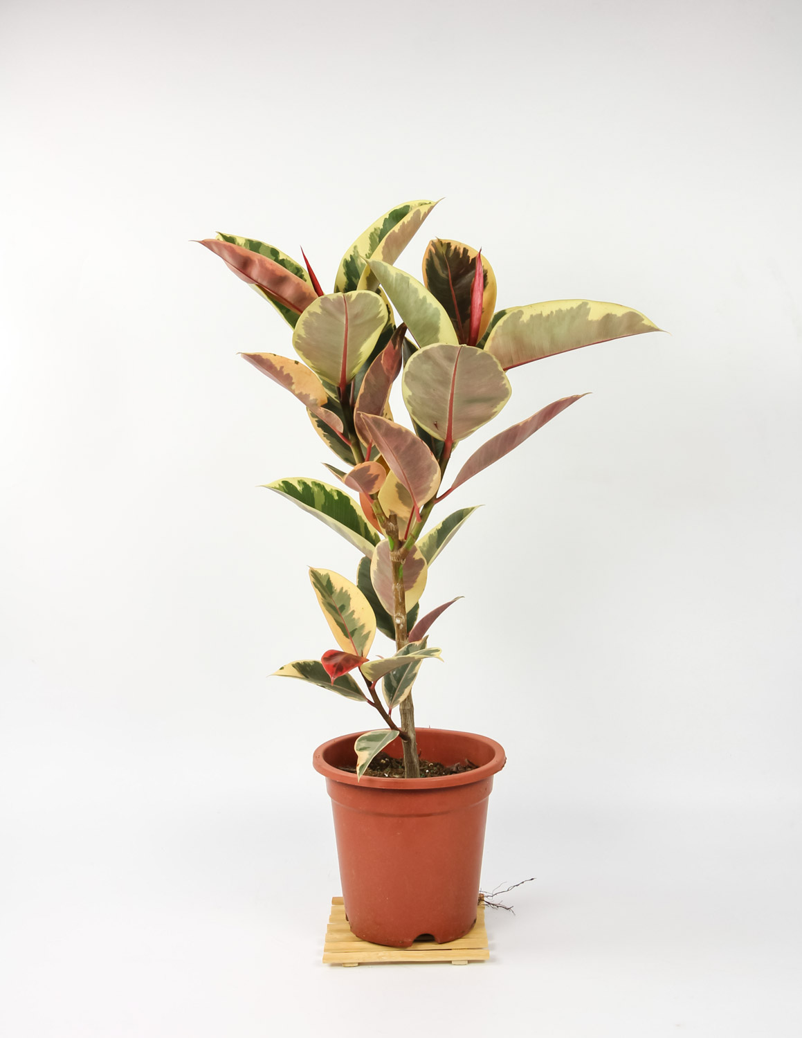 橡皮树 橡皮树掉叶子如何回事