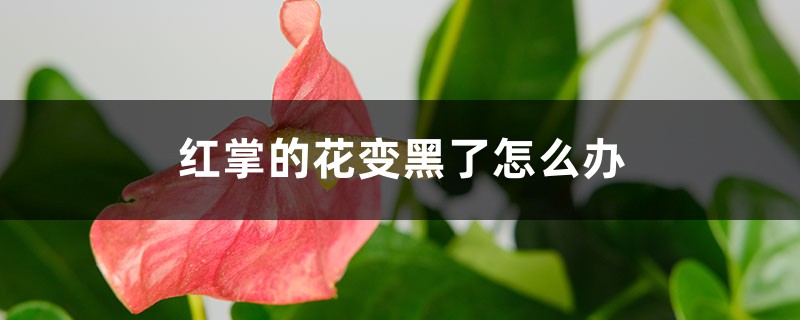 红掌的花变黑了如何办