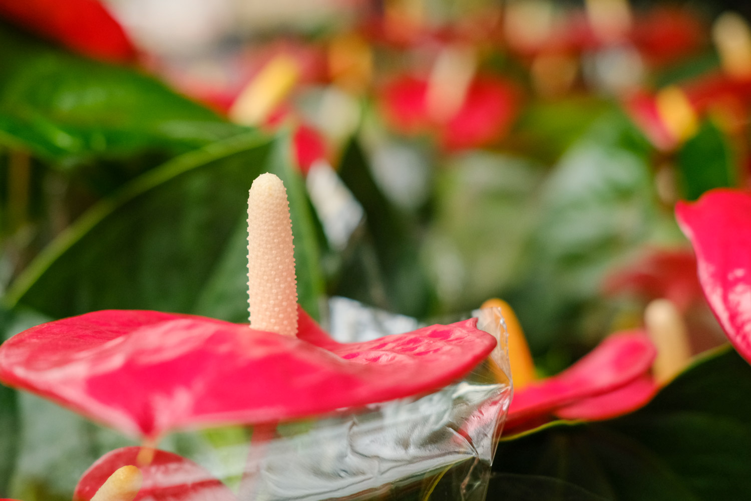 红掌 红掌的花变黑了如何办