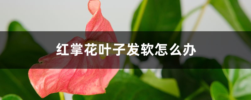 红掌花叶子发软如何办