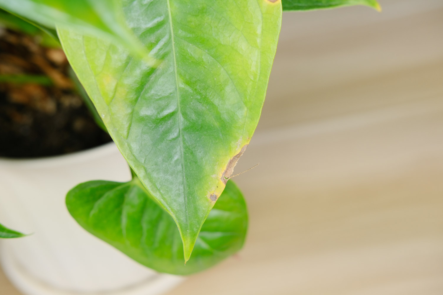 红掌 红掌花叶子发软如何办