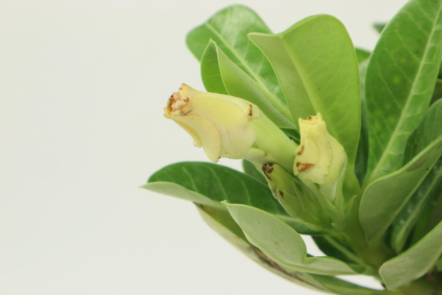 沙漠玫瑰不开花如何办