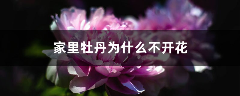 家里牡丹为何不开花