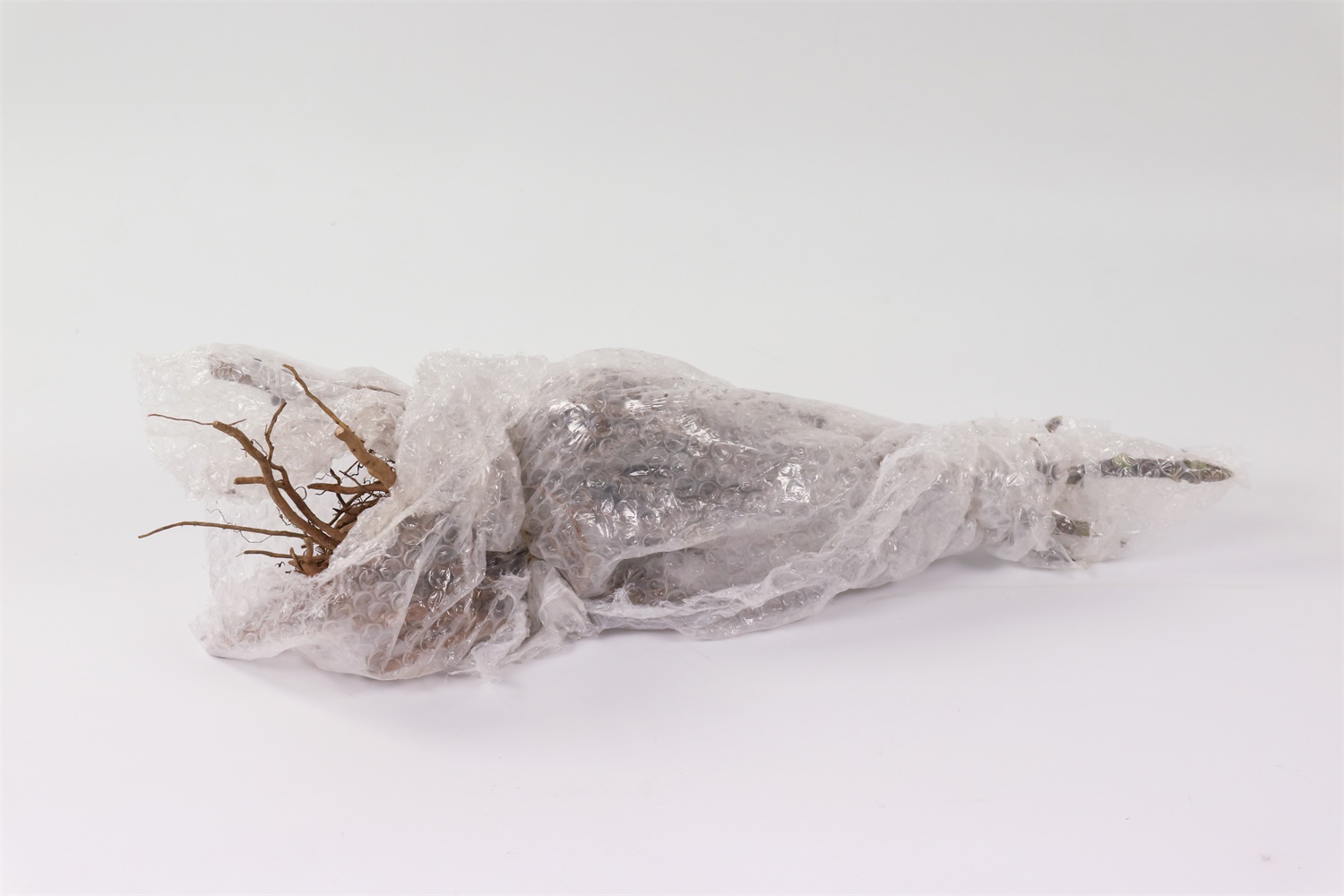 牡丹 家里牡丹为何不开花