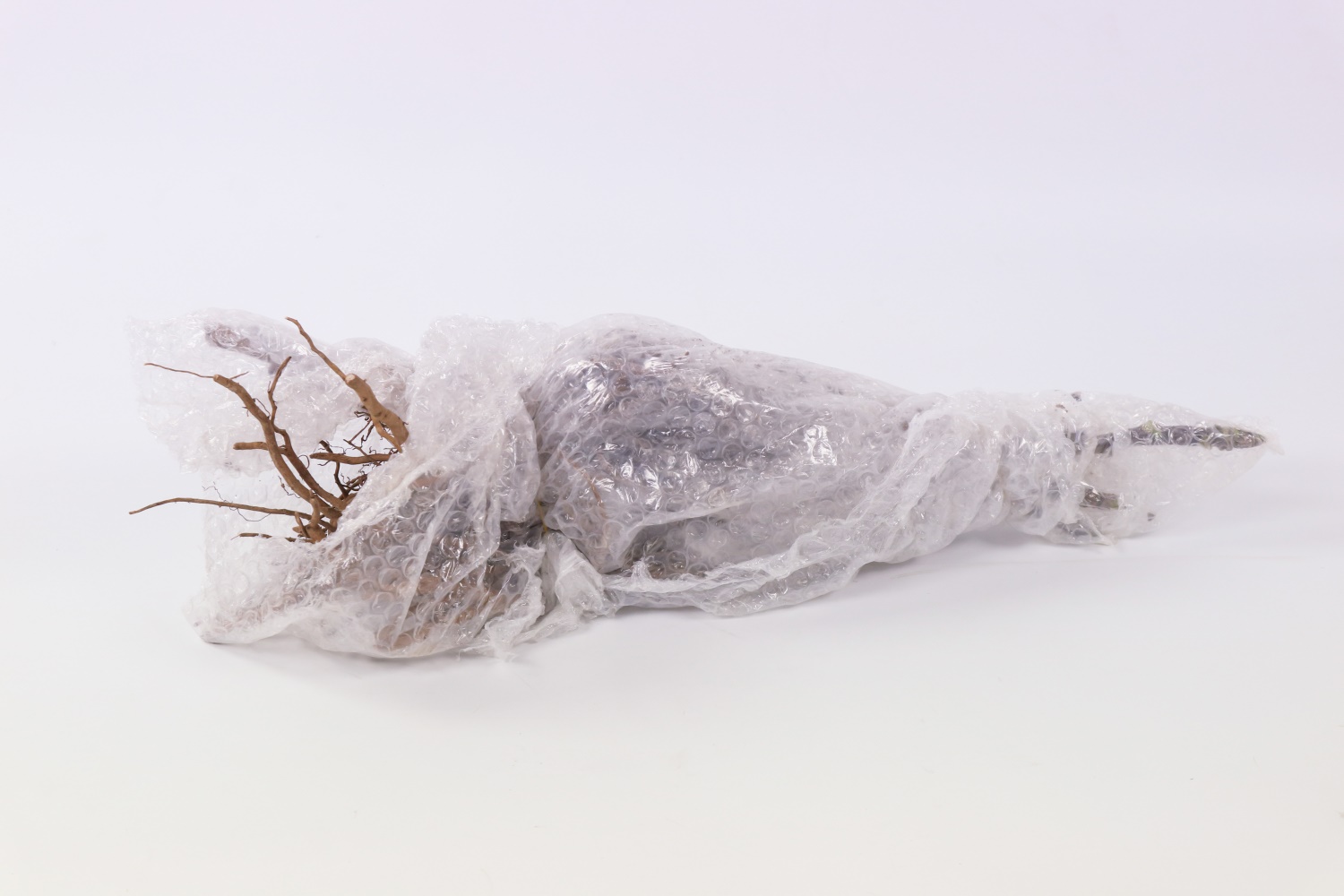 牡丹 家里牡丹为何不开花