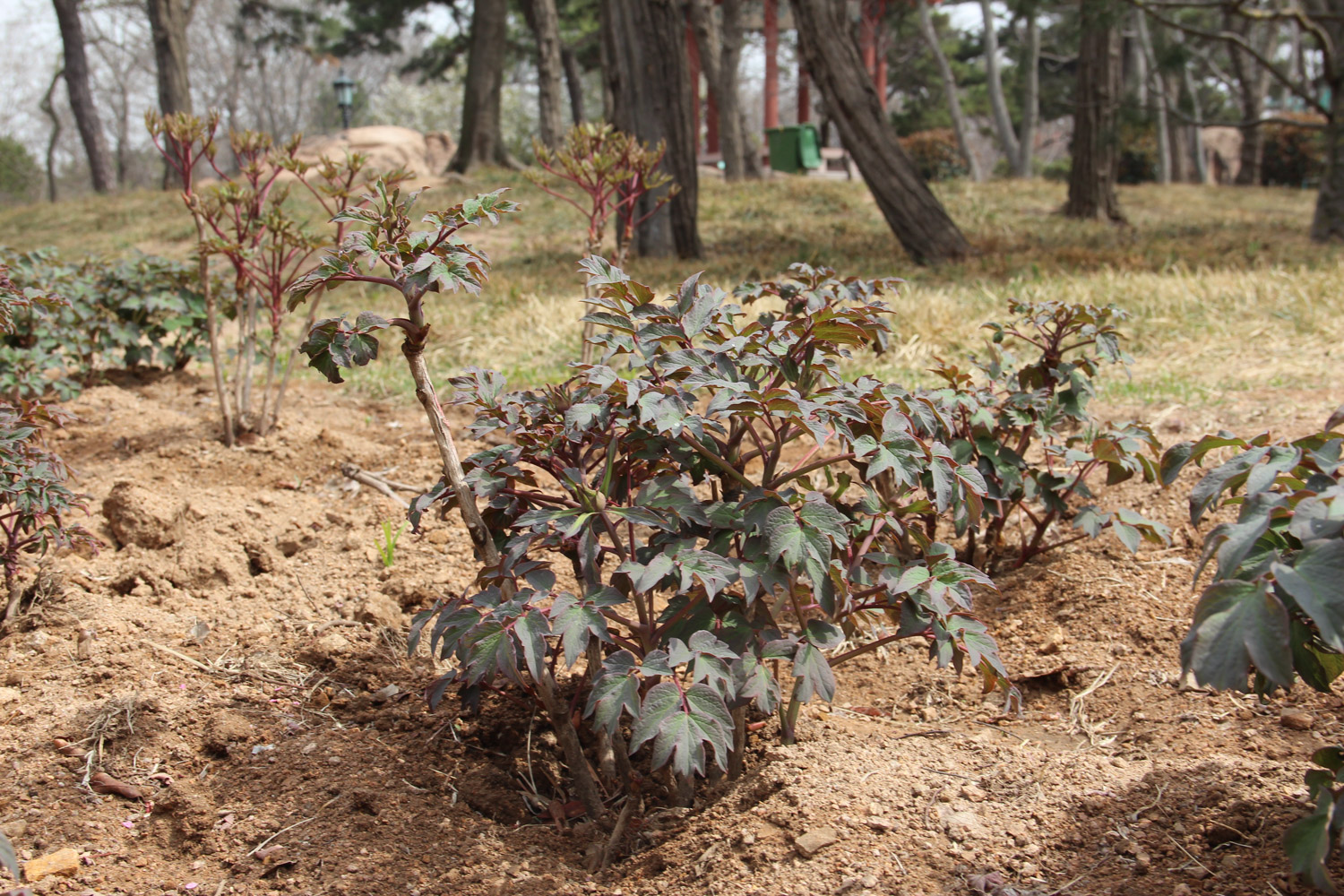 牡丹 家里牡丹为何不开花