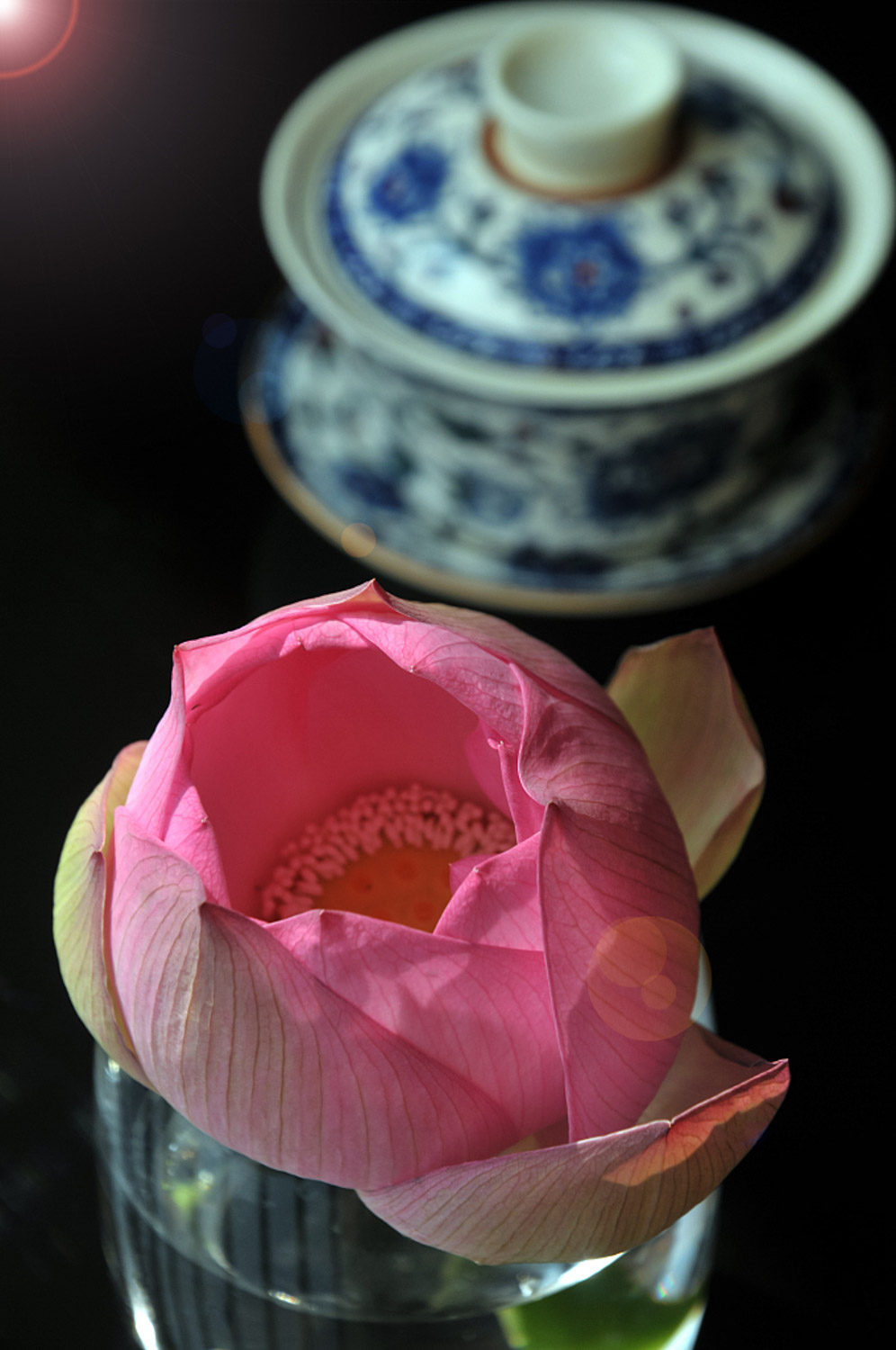 荷花不开花是什么原因