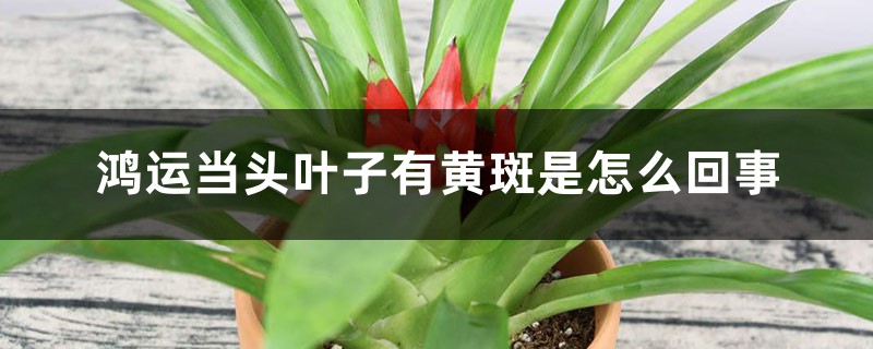 鸿运当头叶子有黄斑是如何回事